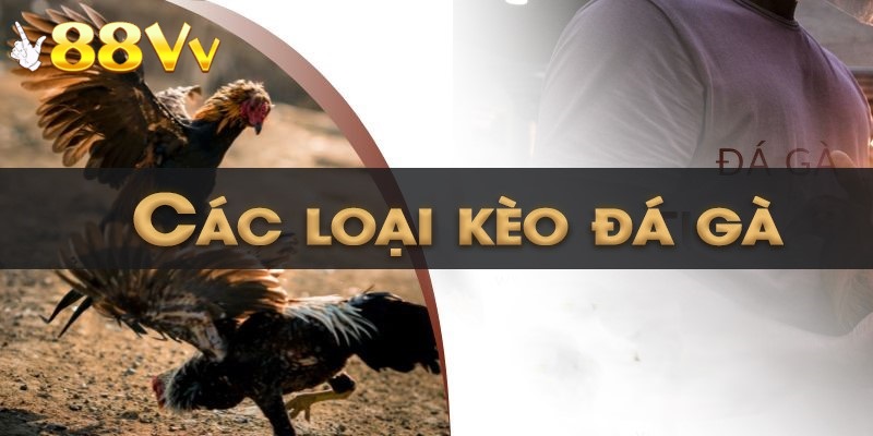 Có đủ loại kèo đá gà tại sân chơi 88VV giúp bạn tha hồ lựa chọn kèo yêu thích