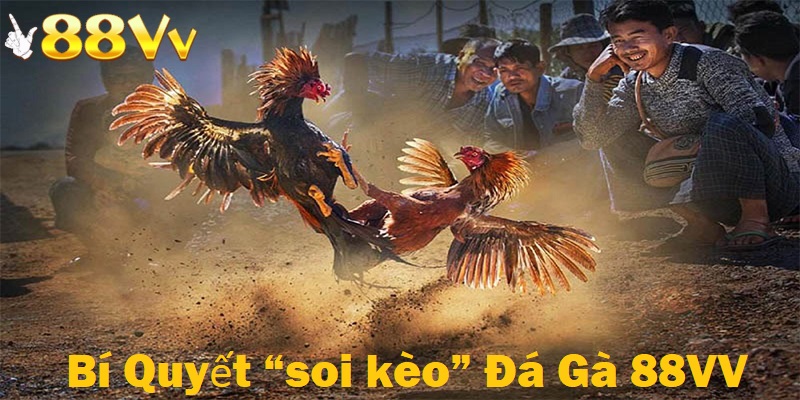 Nắm rõ bí quyết soi kèo đá gà từ cao thủ 88VV giúp nâng cao tỷ lệ chiến thắng